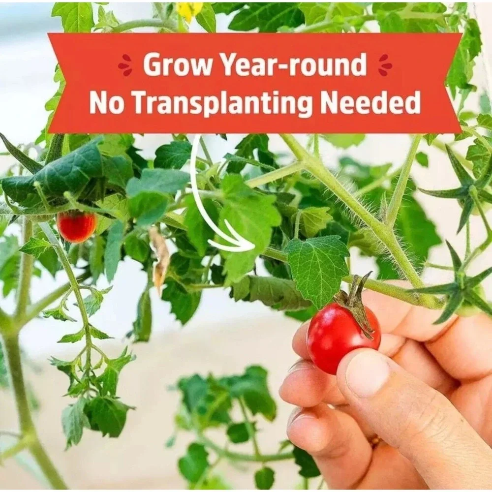 Back to the Roots - Organic Cherry Tomato Grow Complete Kit